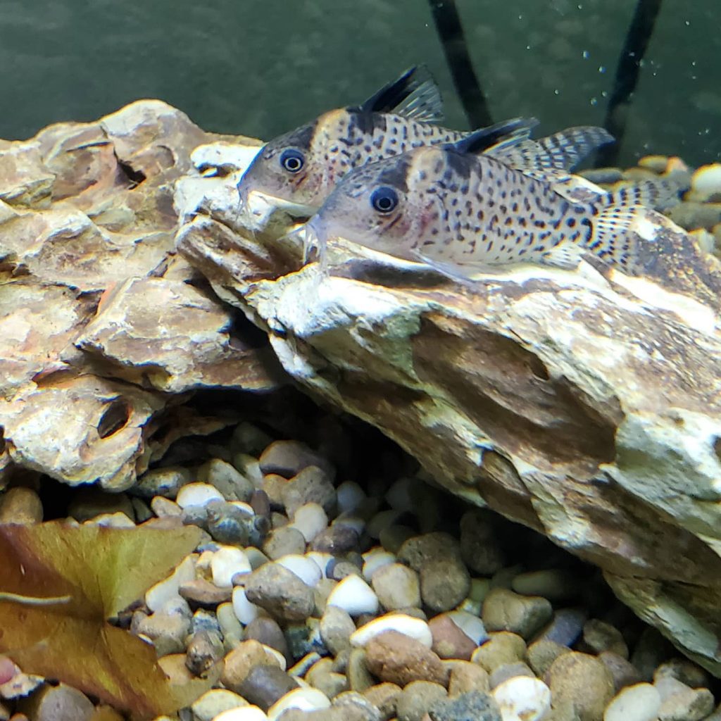 Bluespotted corydoras Behavior & Temperament