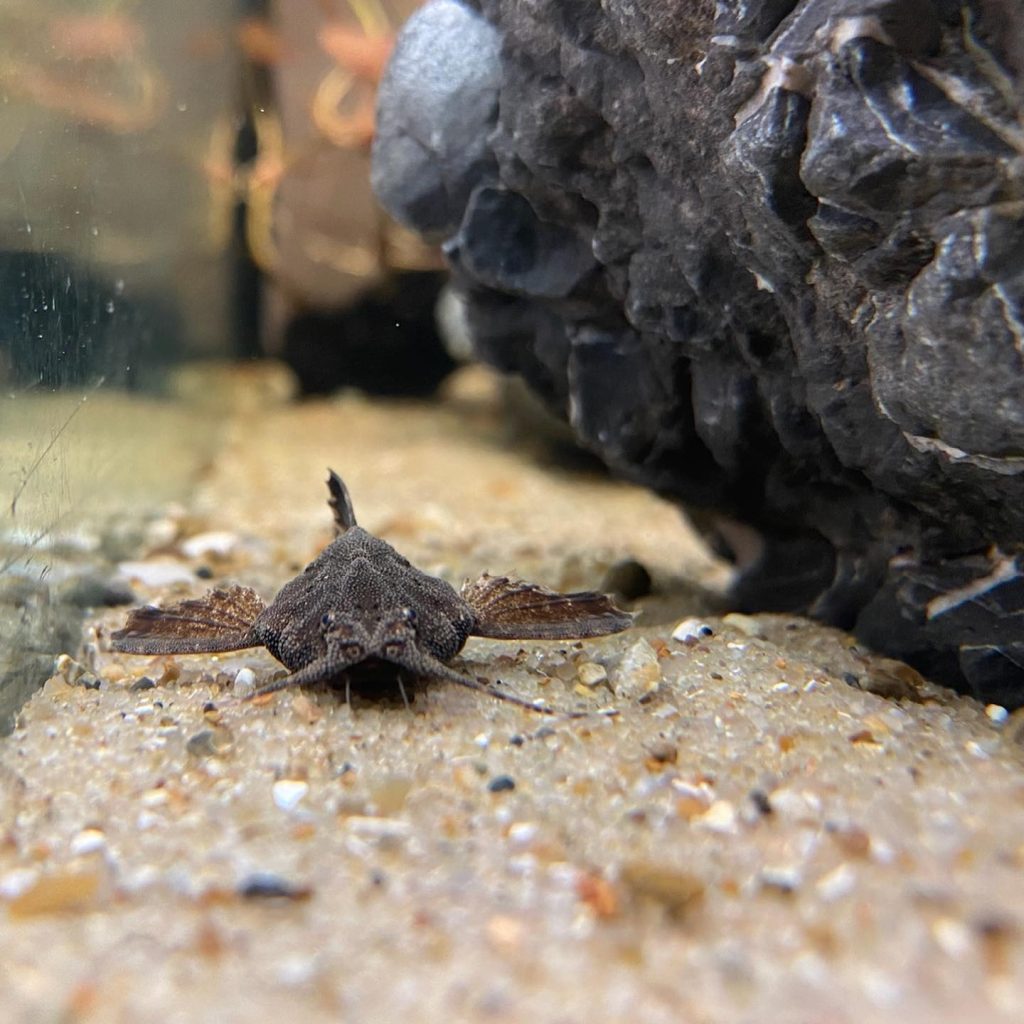 Breeding Banjo catfish In Aquarium
