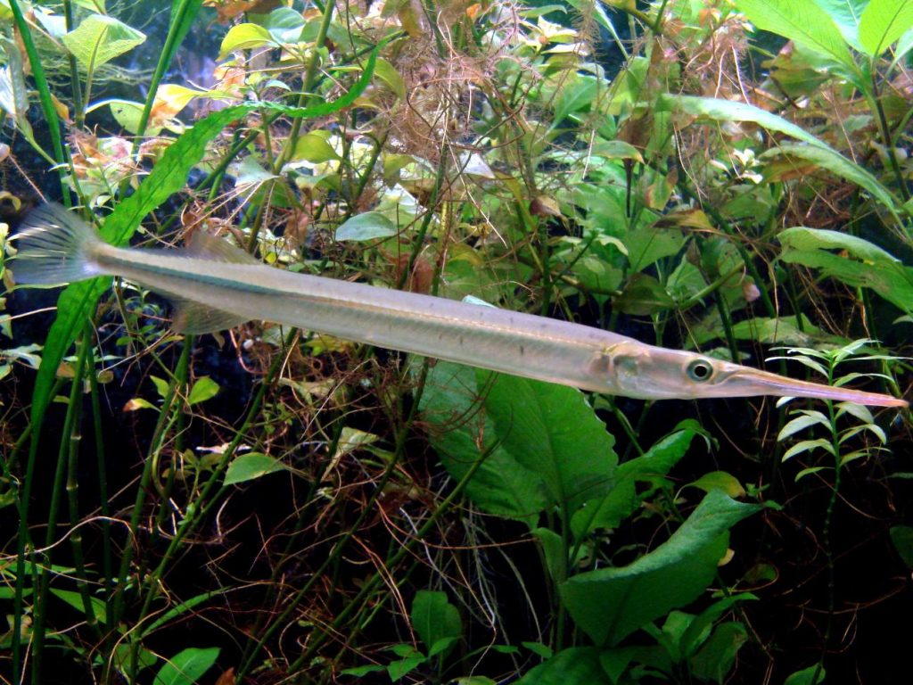 Breeding Freshwater Garfish in Aquarium