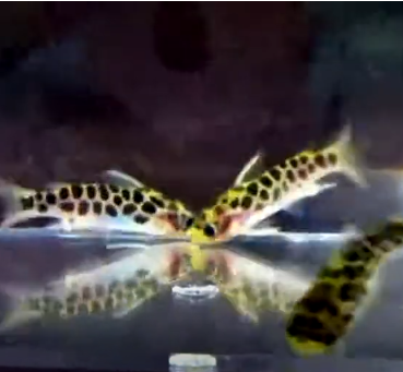 Breeding Honeycomb Tatia Catfish In Aquarium