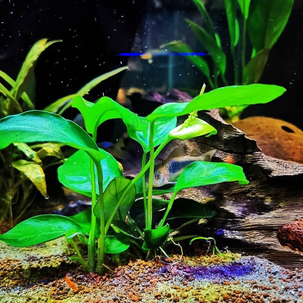 Bronze Cory Appearance