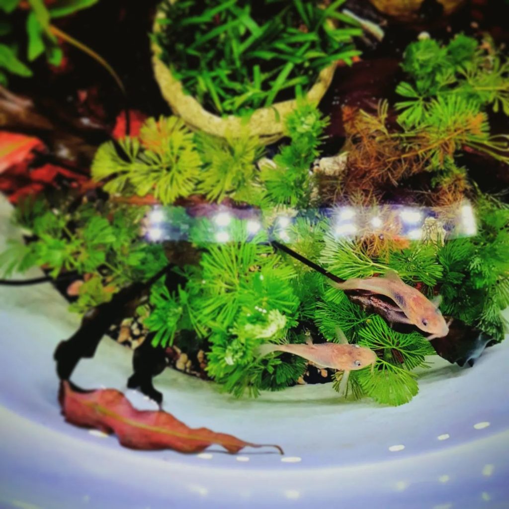 Bronze Cory Aquarium Setup