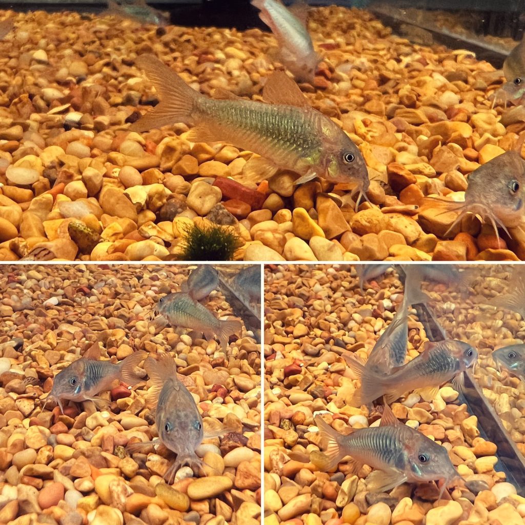 Bronze Cory Behavior & Temperament