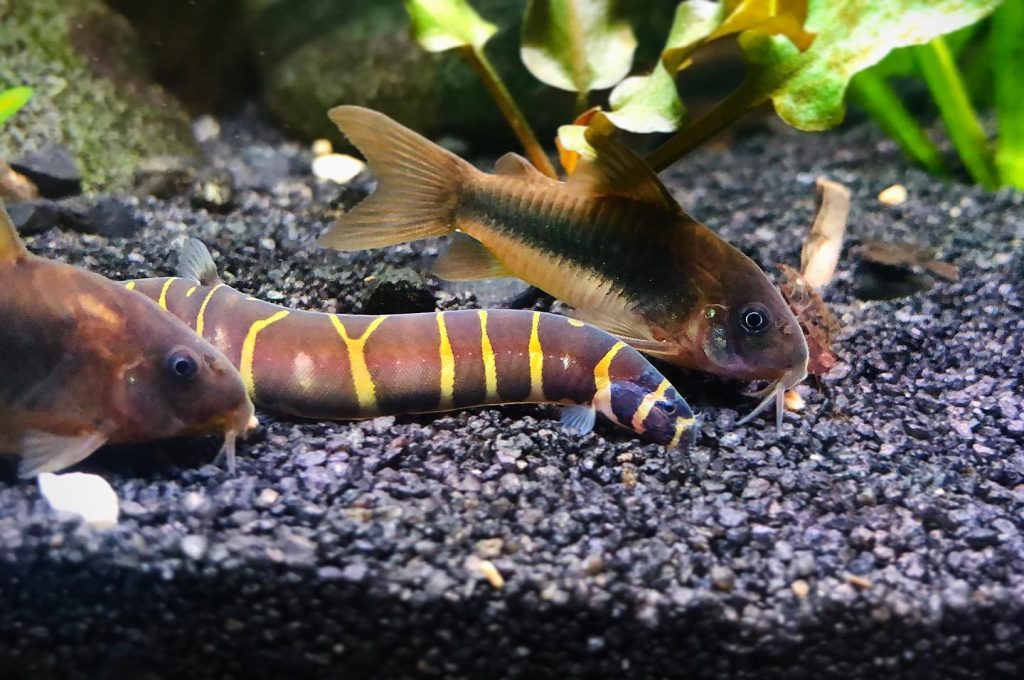 Bronze Cory Bronze Cory Tank Mates