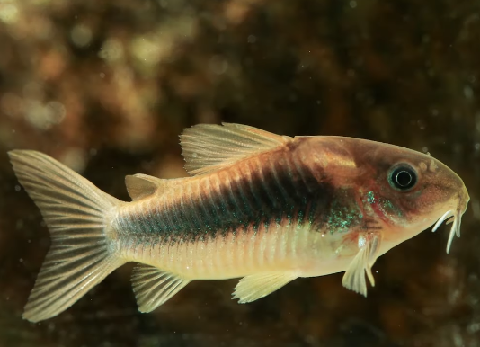 Bronze Cory Common Possible Diseases & Prevention