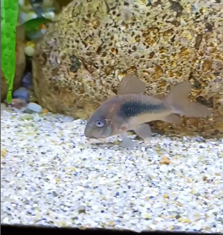 Bronze Cory Food & Diet
