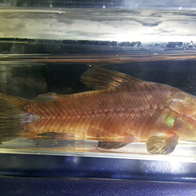 Brown Hoplo Aquarium Setup