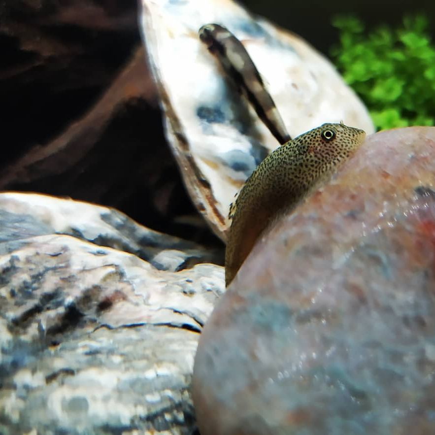 Chinese Hillstream Loach Aquarium Setup