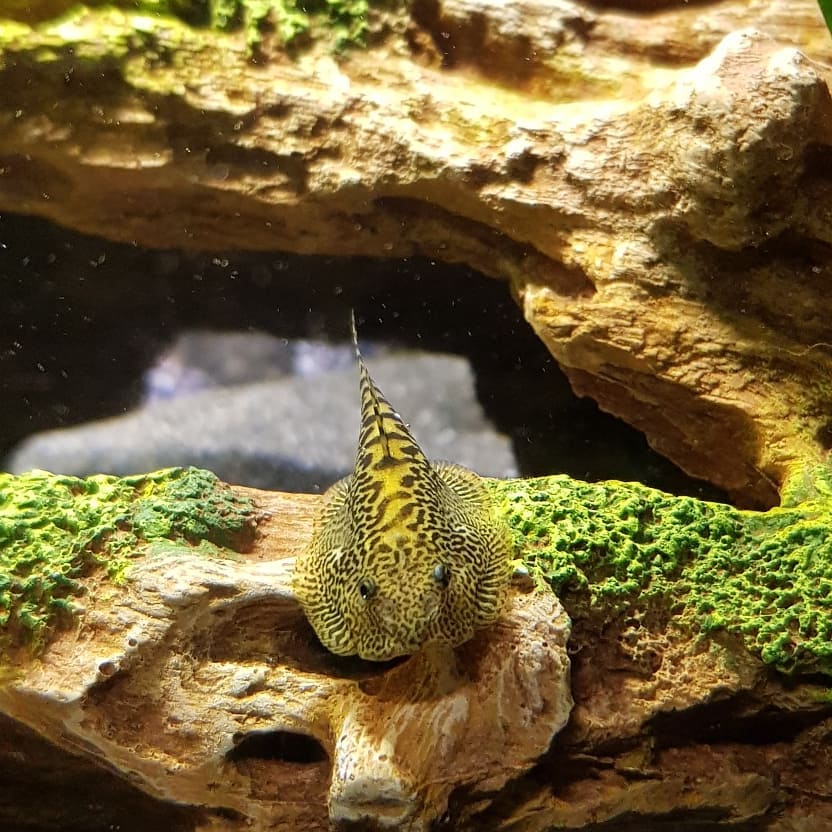 Chinese Hillstream Loach Behavior & Temperament