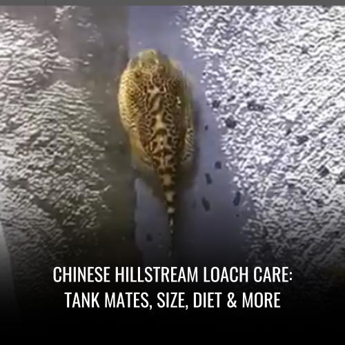 Chinese Hillstream Loach Care Tank Mates, Size, Diet & More