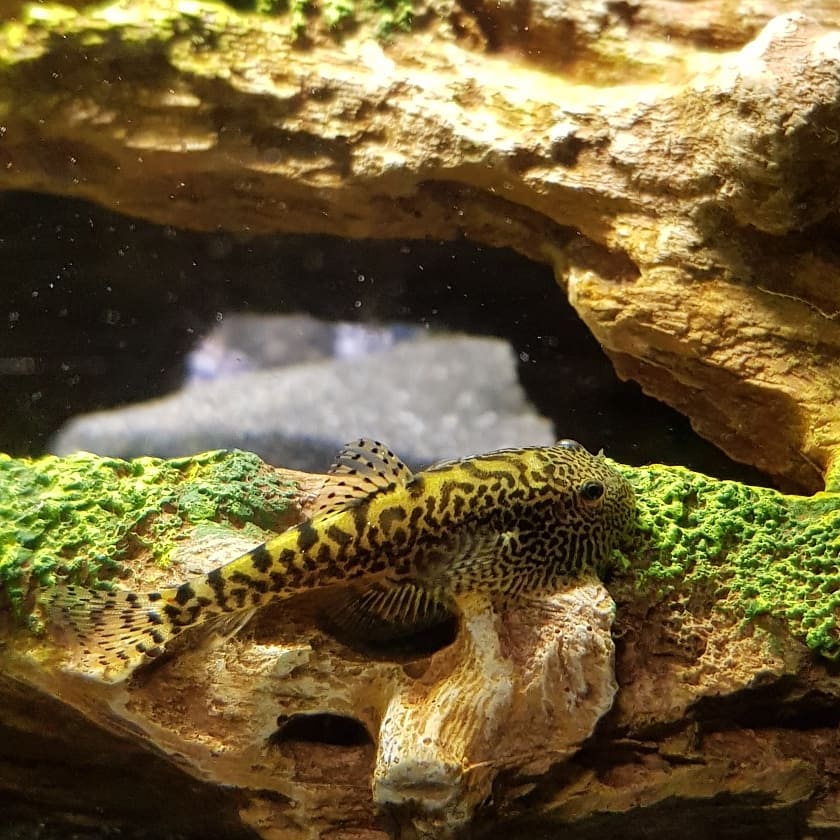 Chinese Hillstream Loach Food & Diet