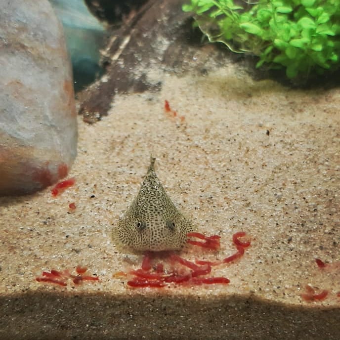 Chinese Hillstream Loach Tank Mates