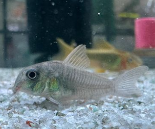 Concolor Cory Behavior & Temperament