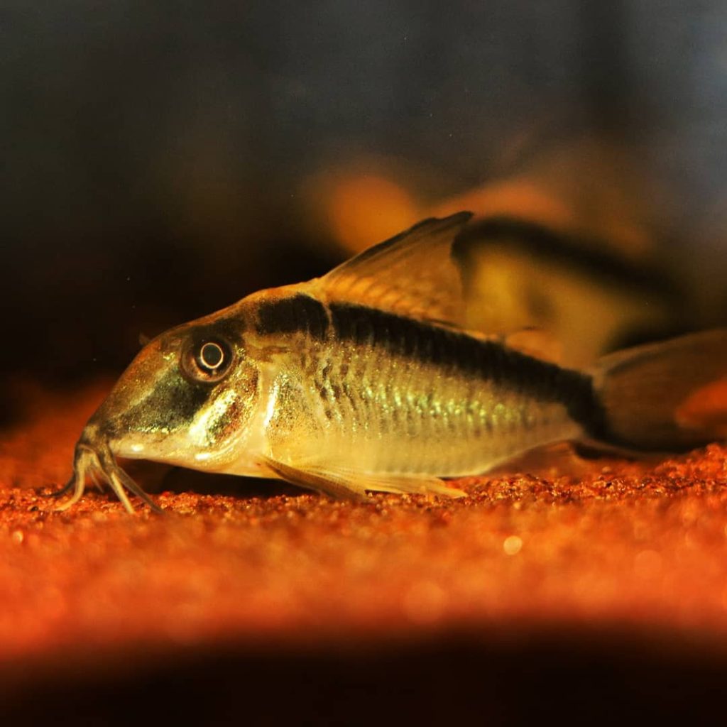 Corydoras Narcissus Behavior & Temperament