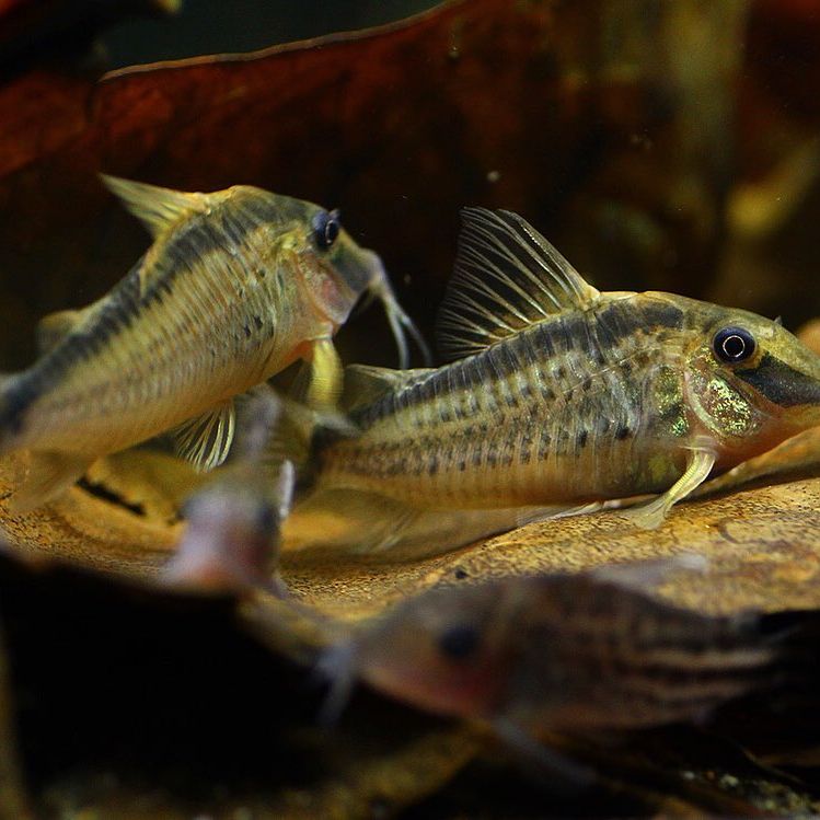 Corydoras Narcissus Common Possible Diseases & Prevention