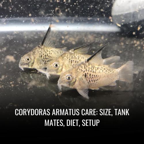 Corydoras armatus Care Size, Tank Mates, Diet, Setup