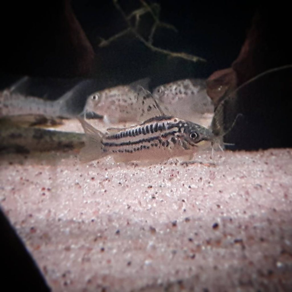 Elegant Cory Appearance