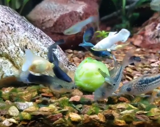 Elegant Cory Aquarium Setup