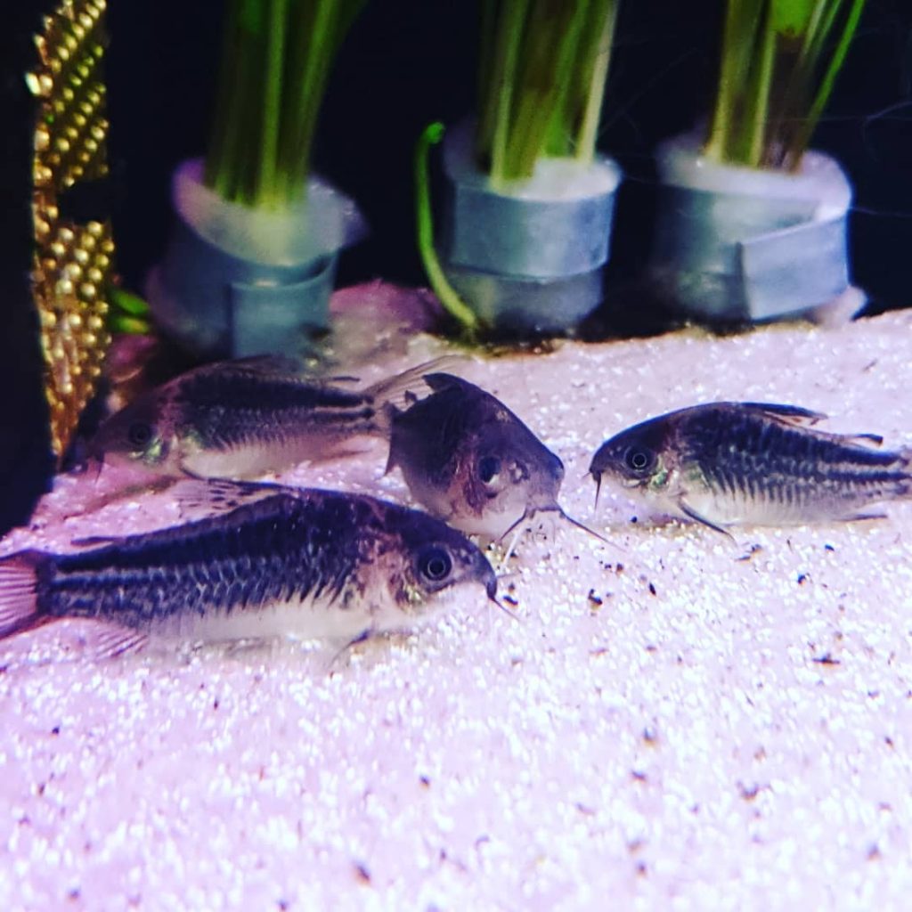 Elegant Cory Behavior & Temperament