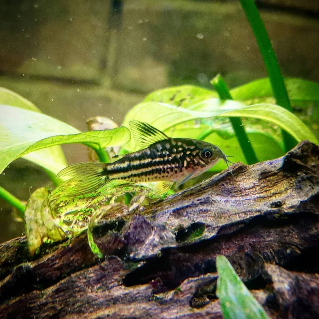 Elegant Cory Common Possible Diseases & Prevention