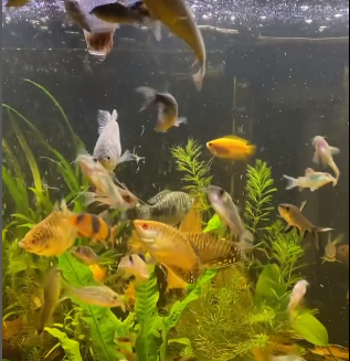 Elegant Cory Elegant cory Tank Mates
