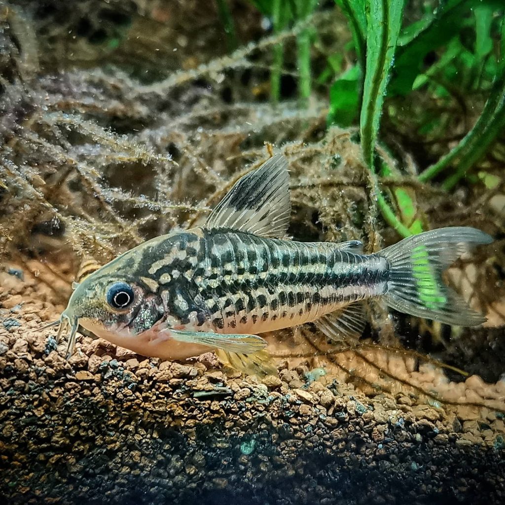 Elegant Cory Food & Diet