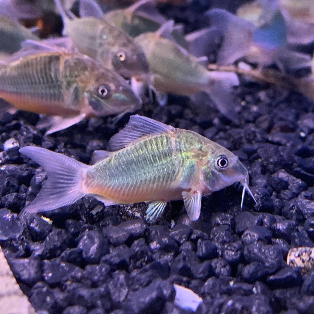 Emerald Catfish Appearance