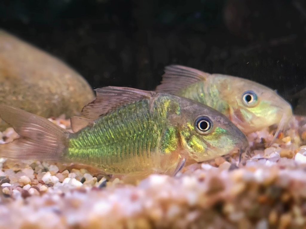 Emerald Catfish Aquarium Setup