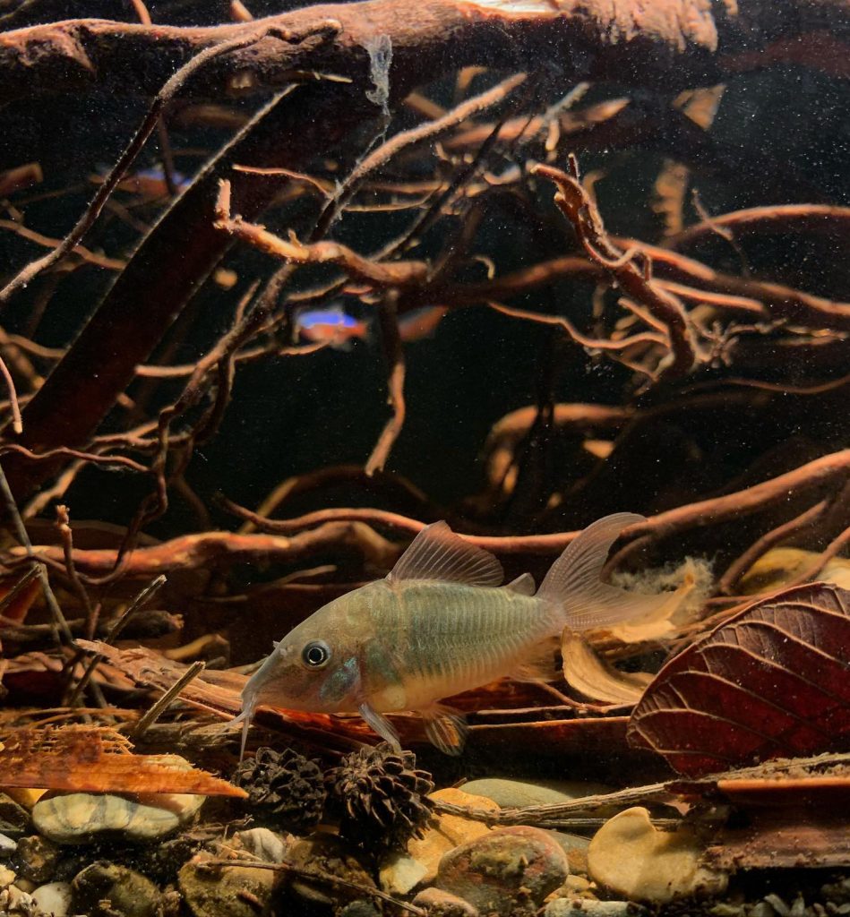Emerald Catfish Are Emerald catfish Easy To Keep