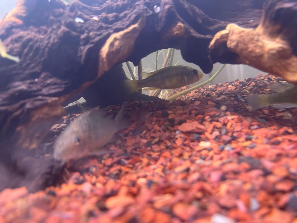 Emerald Catfish Emerald catfish Tank Mates