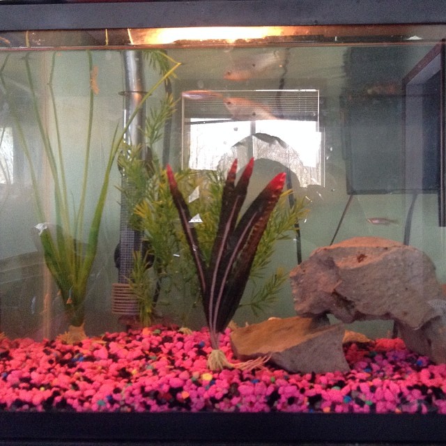 Emerald Catfish Food & Diet