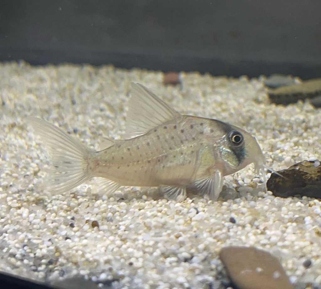 Fairy cory Appearance