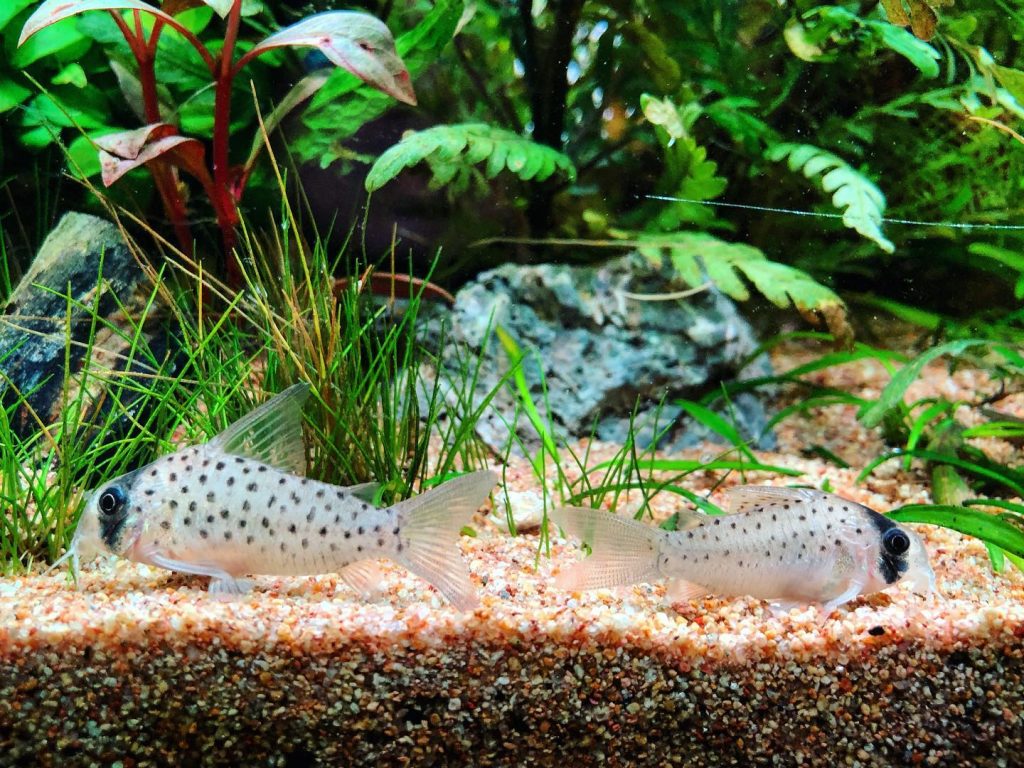 Fairy cory Aquarium Setup