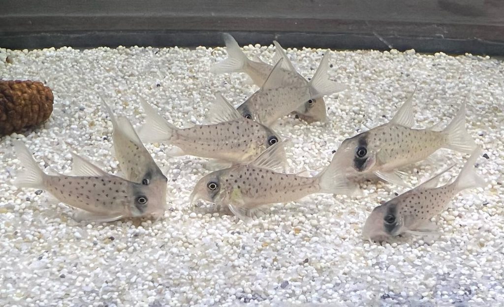 Fairy cory Behavior & Temperament