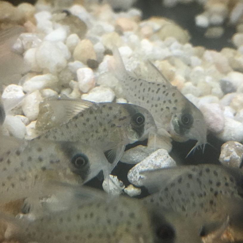 Fairy cory Breeding Fairy cory In Aquarium