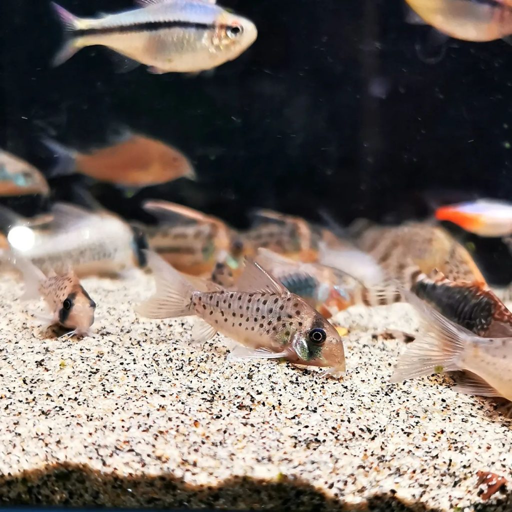 Fairy cory Common Possible Diseases & Prevention