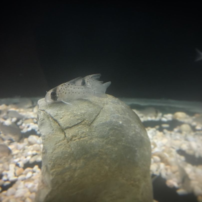 Fairy cory Fairy cory Tank Mates