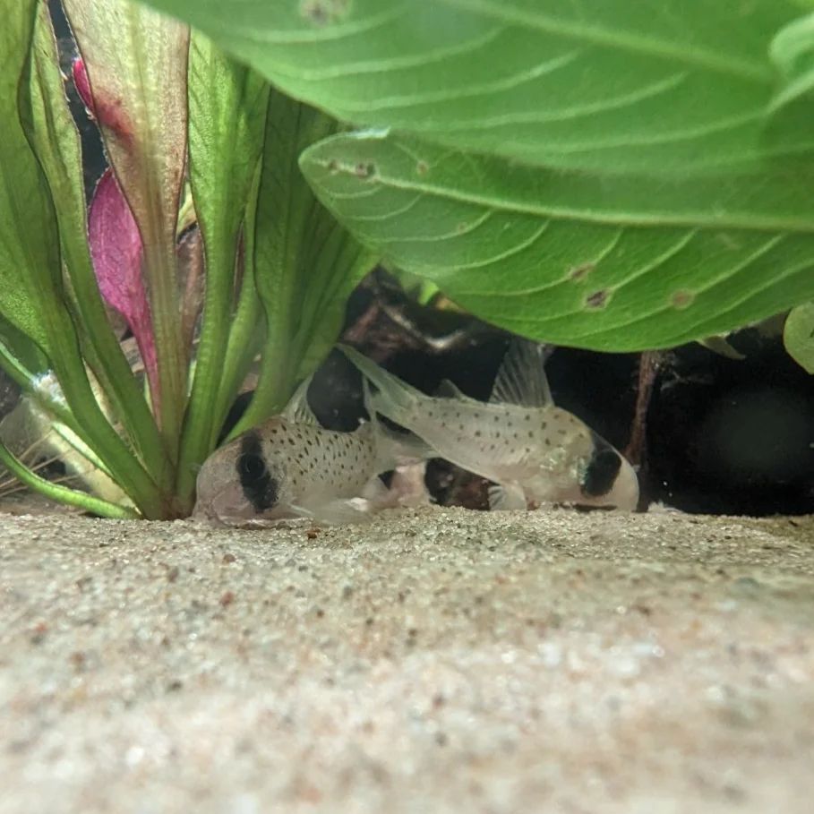 Fairy cory Sexing Male vs Female