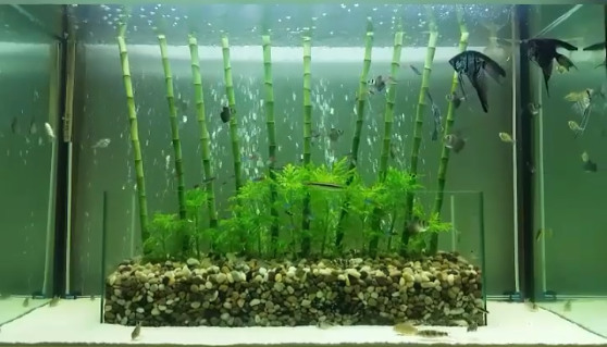 False Bandit Cory Aquarium Setup