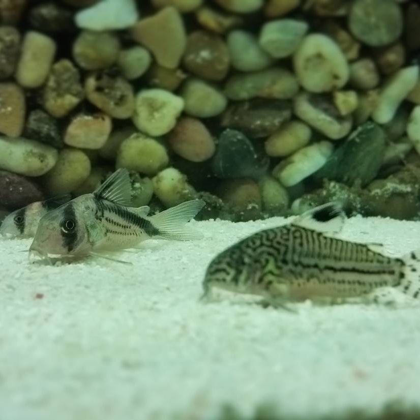 False Bandit Cory Breeding False bandit cory In Aquarium