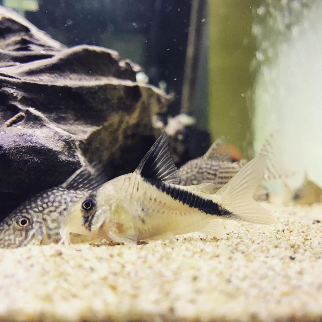 False Bandit Cory Food & Diet