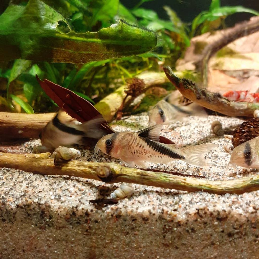 False Bandit Cory Sexing Male vs Female