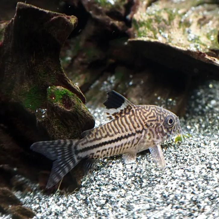 False julii cory Appearance