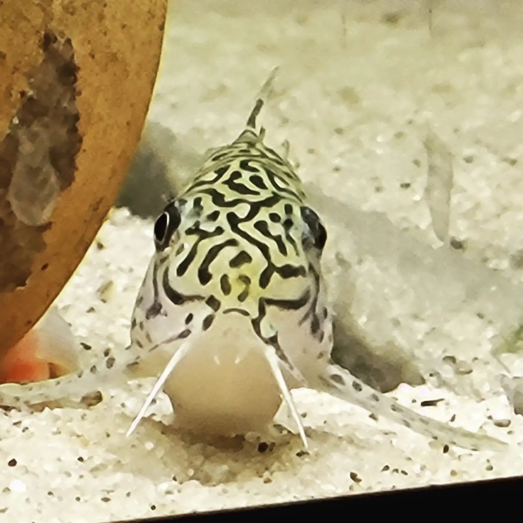 False julii cory Behavior & Temperament