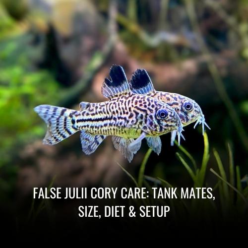 False julii cory Care Tank Mates, Size, Diet & Setup