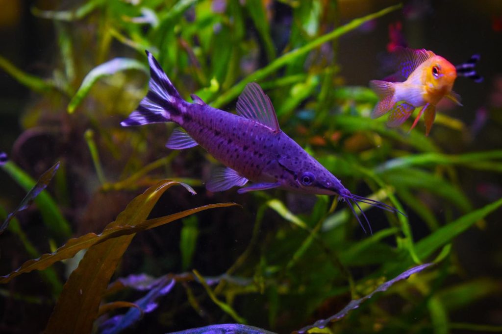 Flagtail Catfish Aquarium Setup