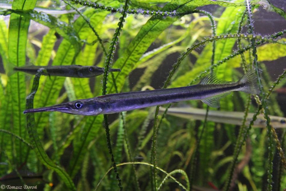 Freshwater Garfish Aquarium Setup