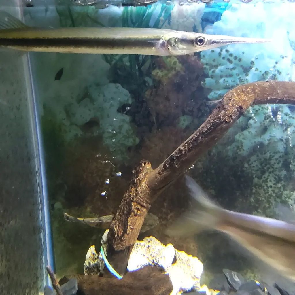 Freshwater Garfish Behavior & Temperament