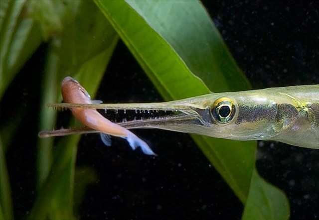 Freshwater Garfish Food & Diet