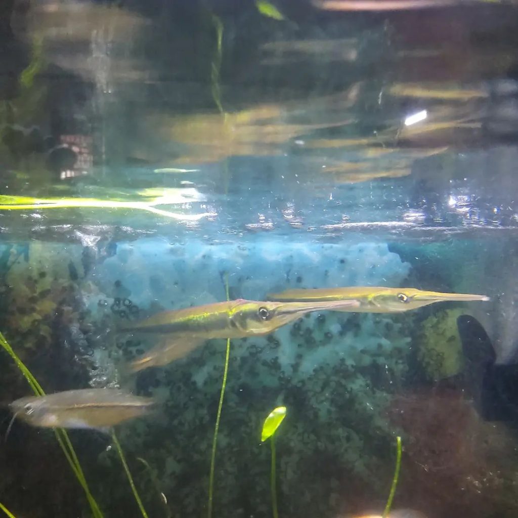 Freshwater Garfish Sexing Male vs Female
